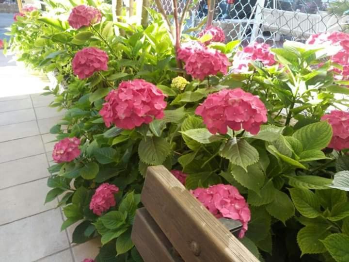 B&B Villa Rocchi Rimini Bagian luar foto